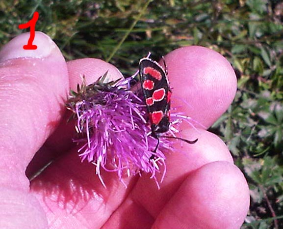Zigene francesi